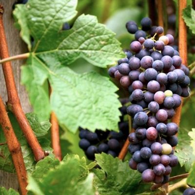 grape vines